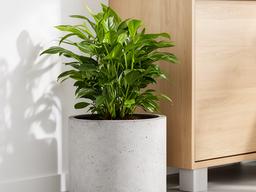 Betonnen plantenbak met groene kamerplant naast een houten kast